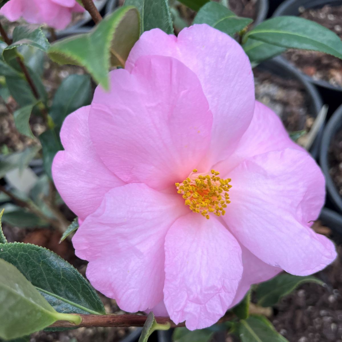 Camellia x williamsii 'Taylor's Perfection' (pink), ESPALIER