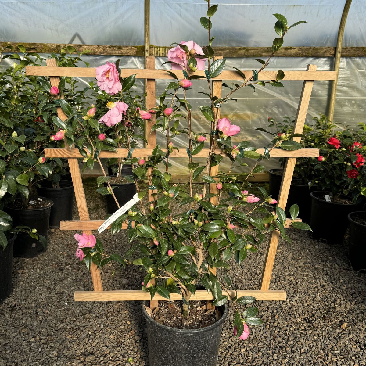 Camellia x williamsii 'Taylor's Perfection' (pink), ESPALIER