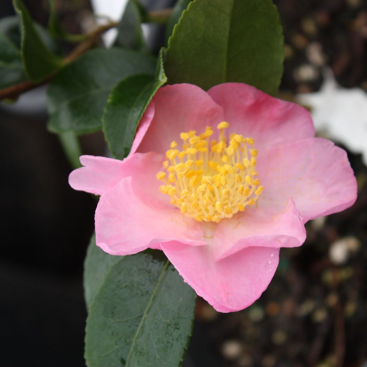 Camellia x 'Winter Dream' (pink)