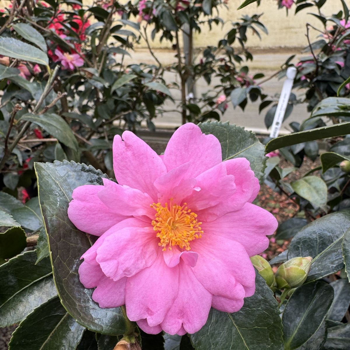 Camellia x 'Winter's Joy' (pink)