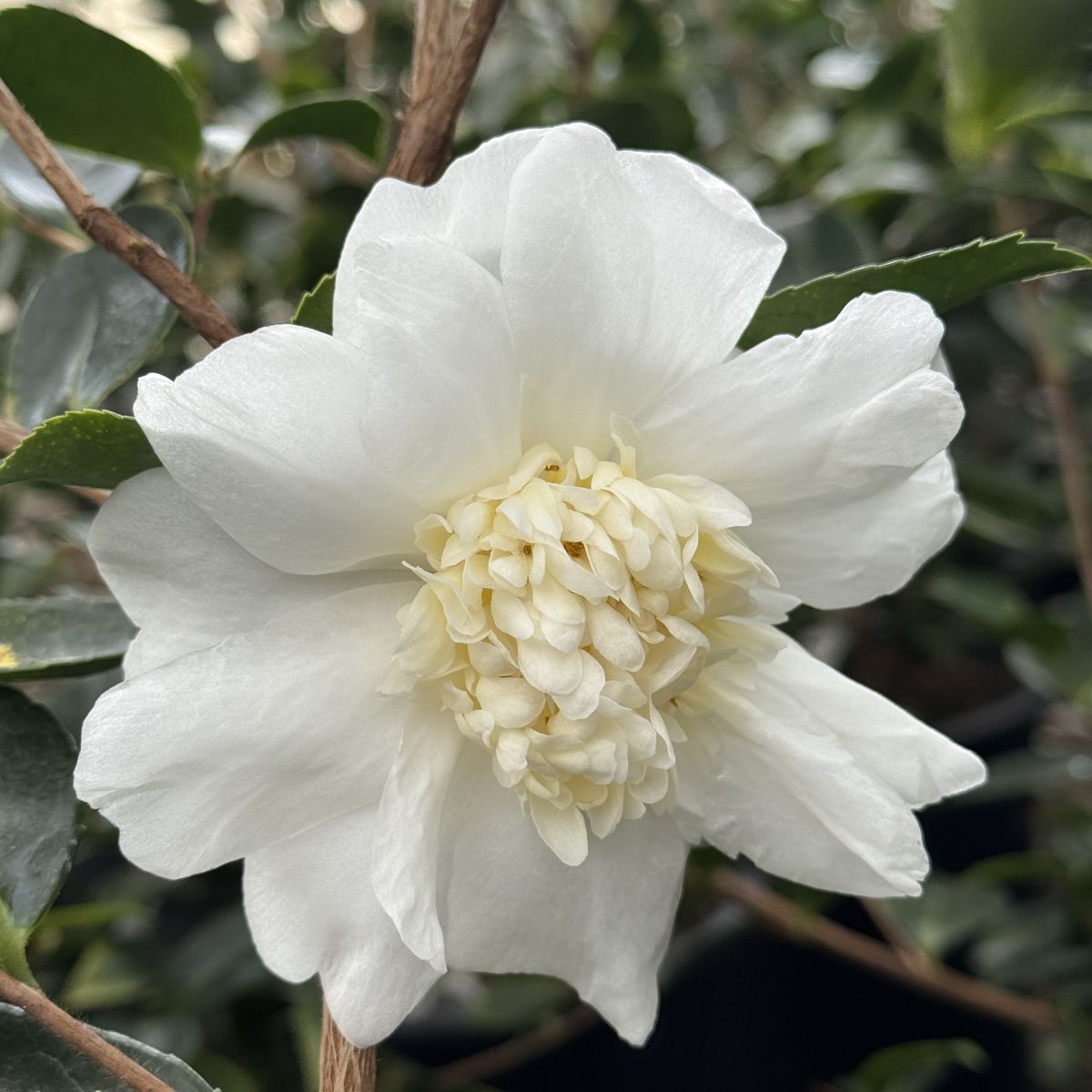 Camellia x 'Winter's Snowman' (white)