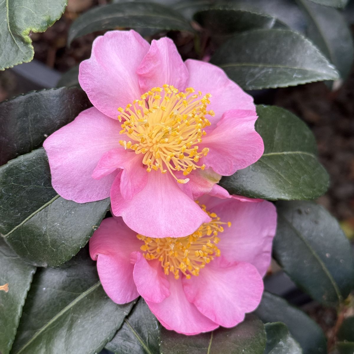 Camellia x 'Winter's Star' (pink/purple)
