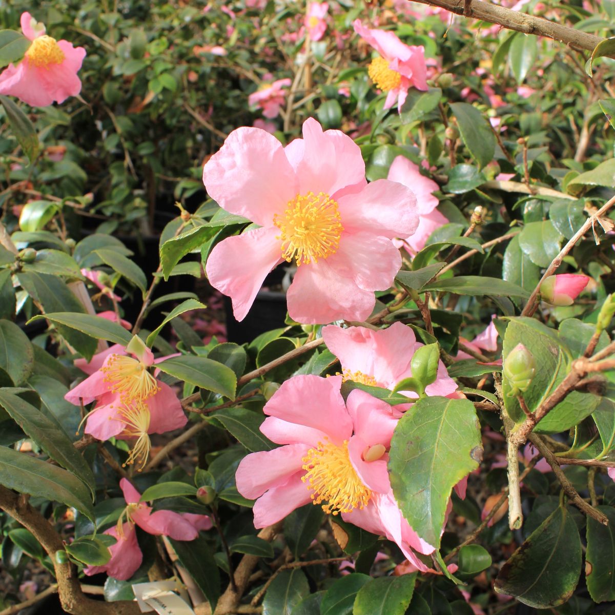 Camellia x 'Winter's Star' (pink/purple)