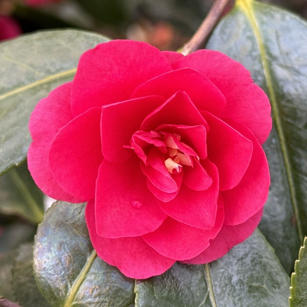 Camellia sas. 'Shishi-gashira' (rose)