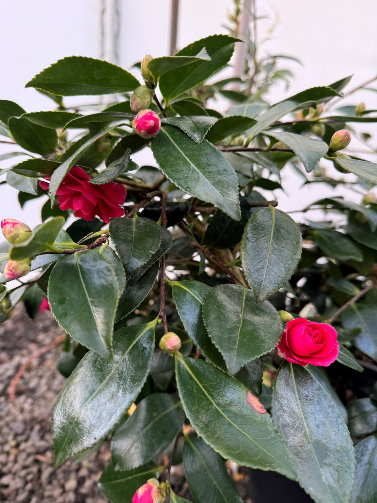 Camellia sas. 'Shishi-gashira' (rose)