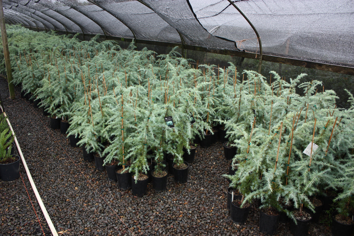 Cedrus d. 'Snow Sprite'