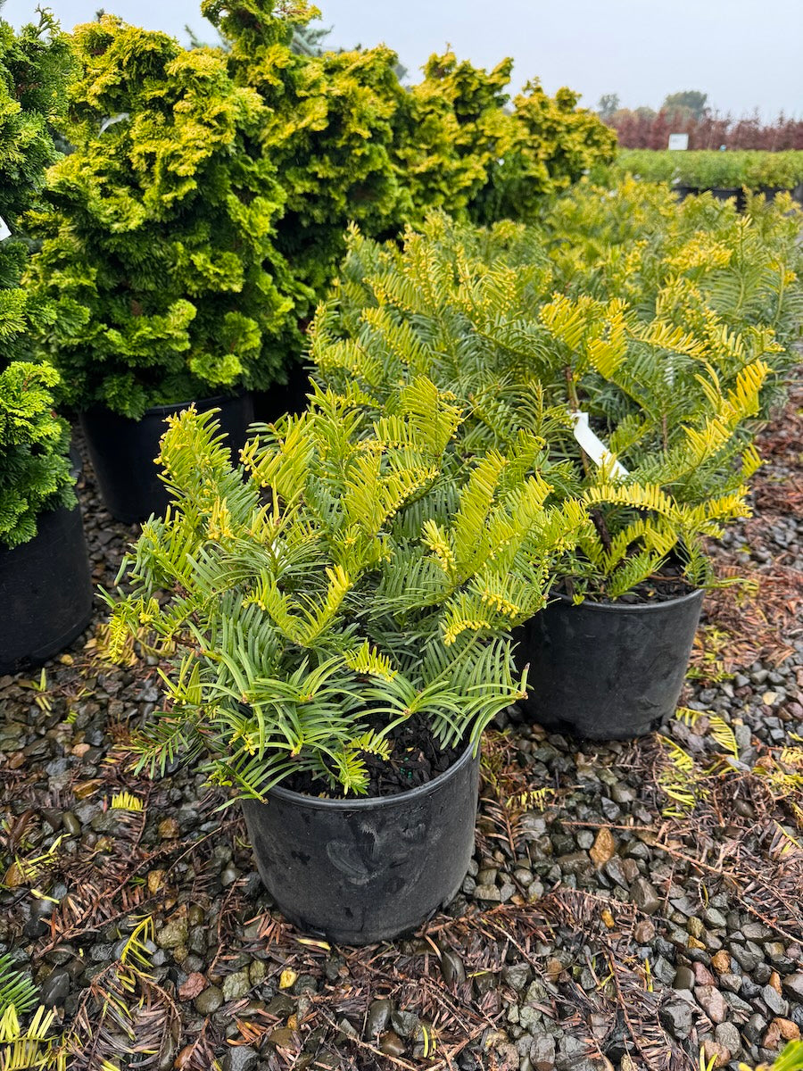 Cephalotaxus harringtonia 'Prostrata'