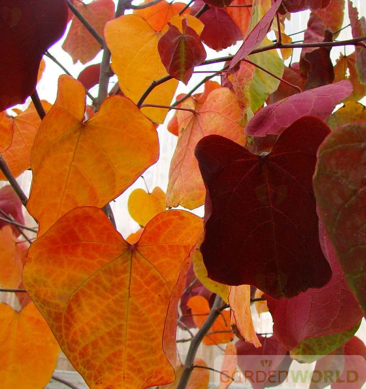 Cercis can. 'Forest Pansy' (pink)