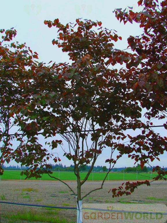 Cercis can. 'Forest Pansy' (pink)