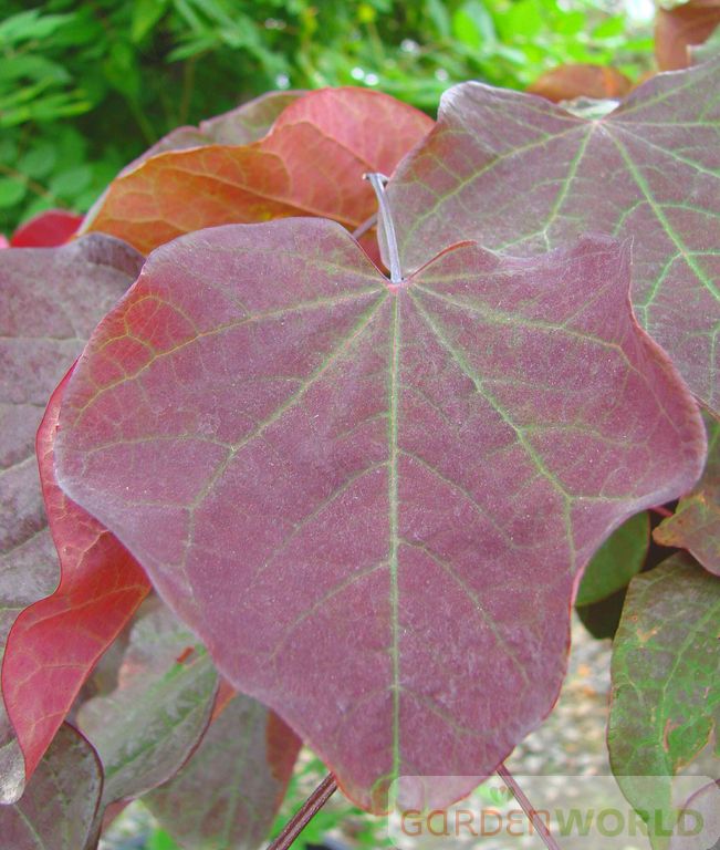 Cercis can. 'Forest Pansy' (pink)