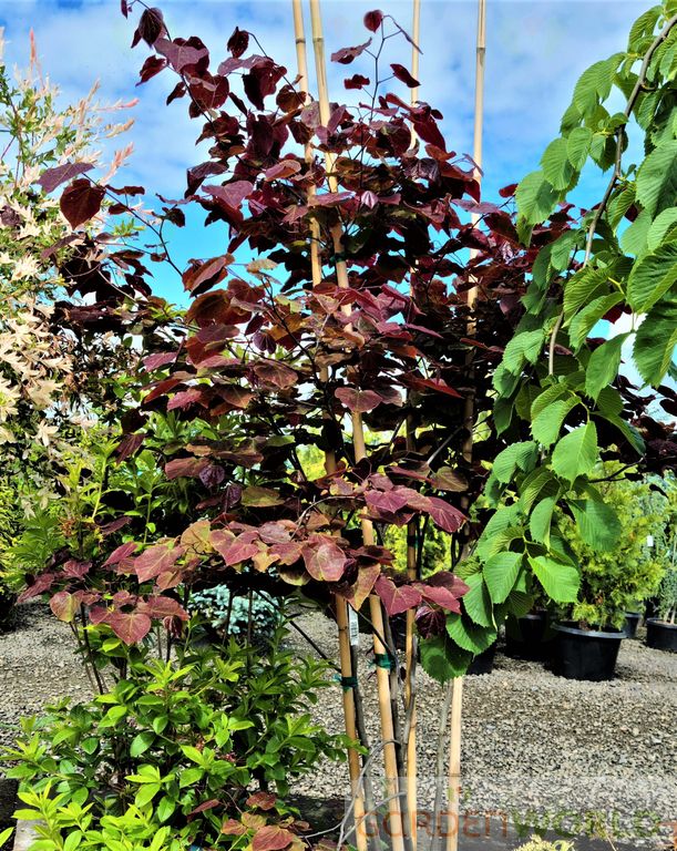 Cercis can. 'Forest Pansy' (pink)