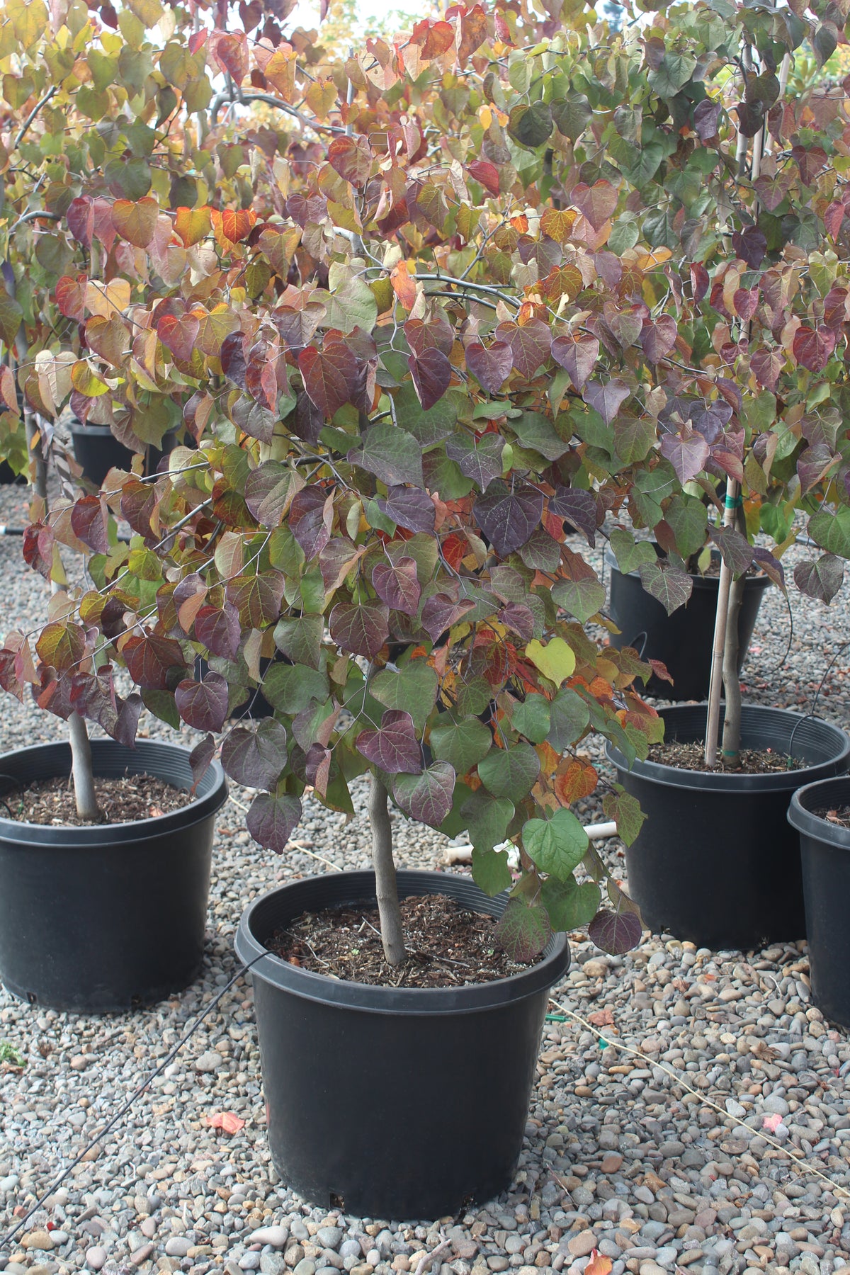 Cercis can. 'Ruby Falls' PP22097