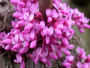 Cercis canadensis (pink)