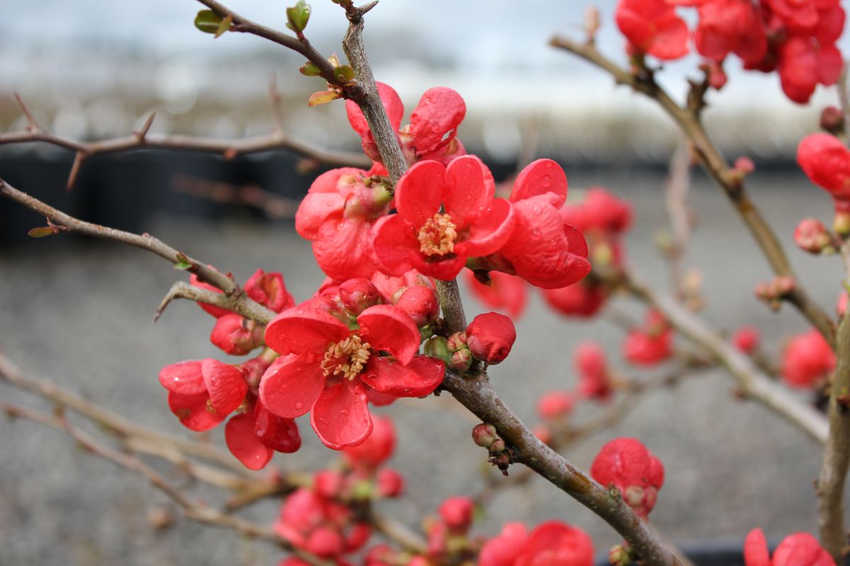 Chaenomeles japonica 'Texas Scarlet' (red)
