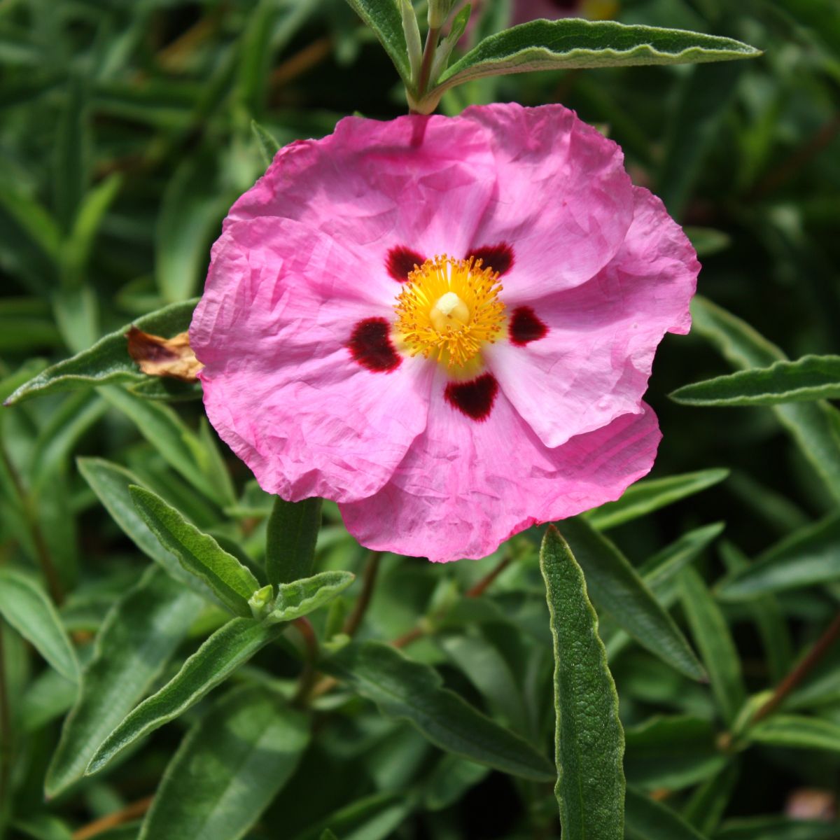 Cistus purpureus (pink)
