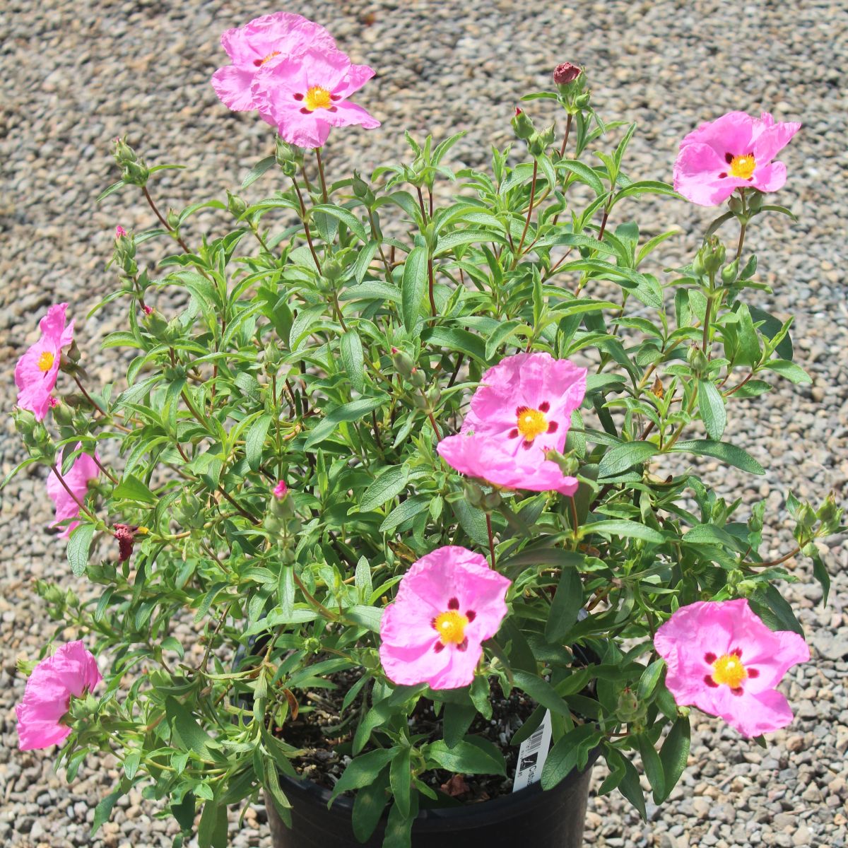 Cistus purpureus (pink)