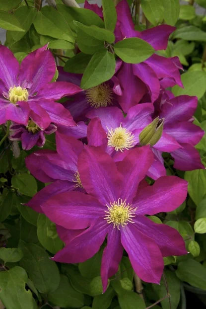 Clematis 'Pink Champagne' (pink)