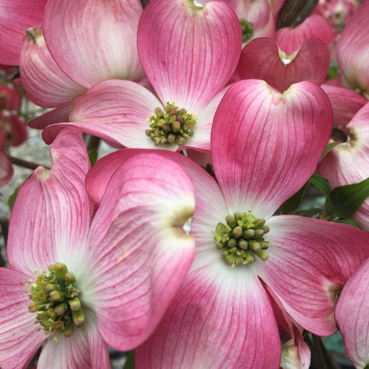 Cornus fl. 'Cherokee Brave' (rosy red)