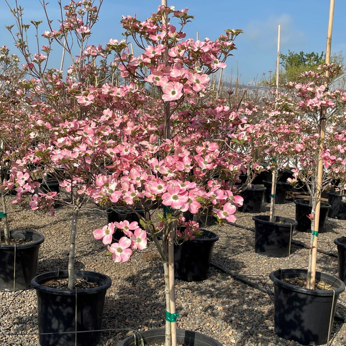 Cornus fl. 'Cherokee Brave' (rosy red)