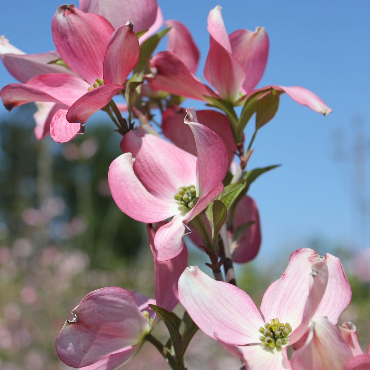 Cornus fl. 'Rubra' (pink)