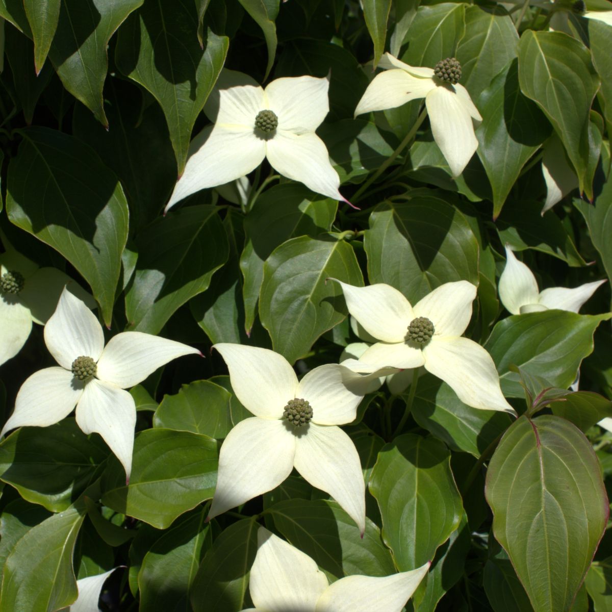 Cornus k. chinensis (white)