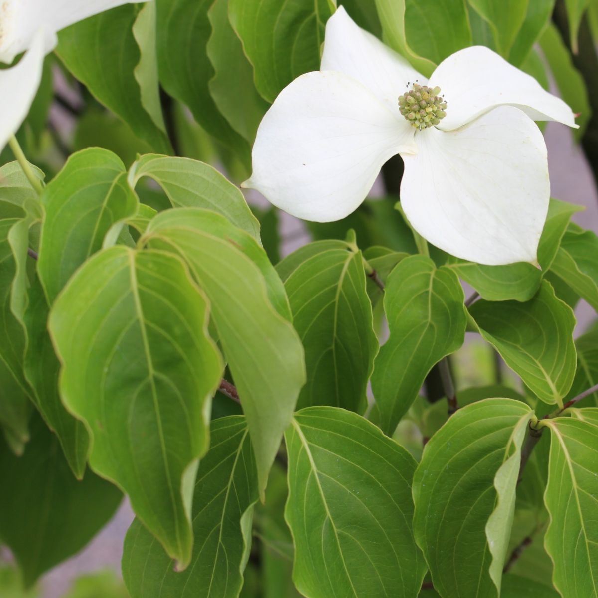 Cornus k. chinensis (white)