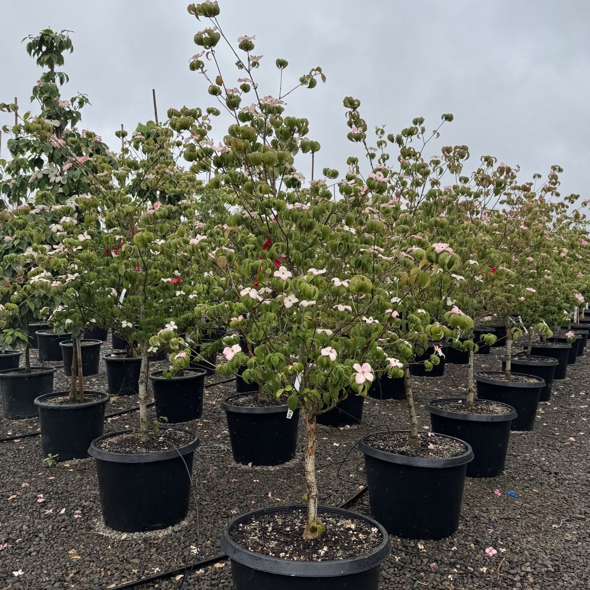 Cornus k. 'Heart Throb'® (red/pink)