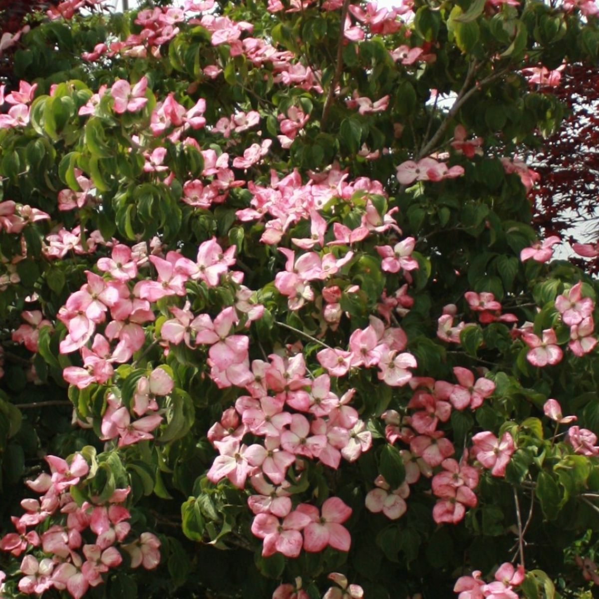 Cornus k. 'Heart Throb'® (red/pink)