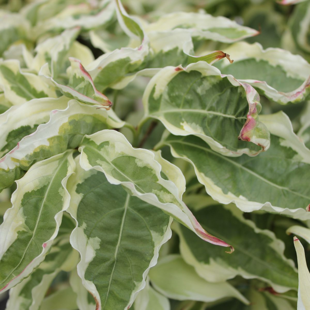 Cornus k. 'Summer Fun' (white)