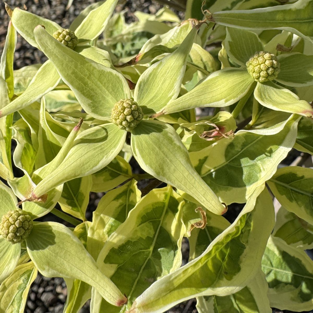 Cornus k. 'Summer Fun' (white)