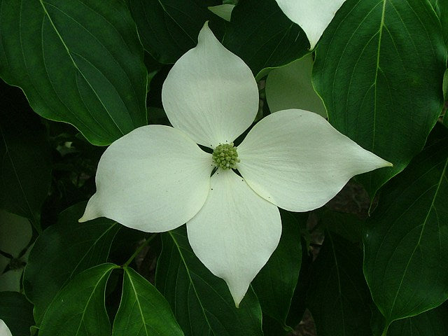 Cornus k.c. 'Galilean' ™ (white)