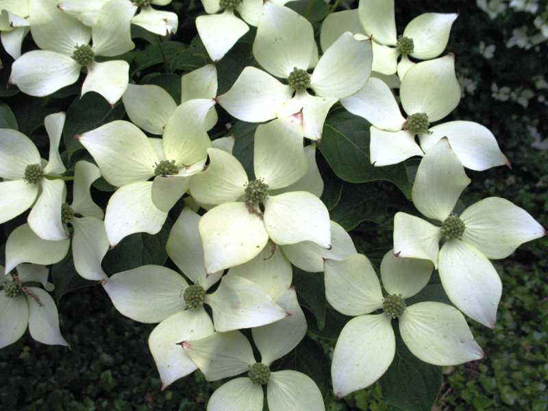 Cornus k.c. 'Milky Way' (white)