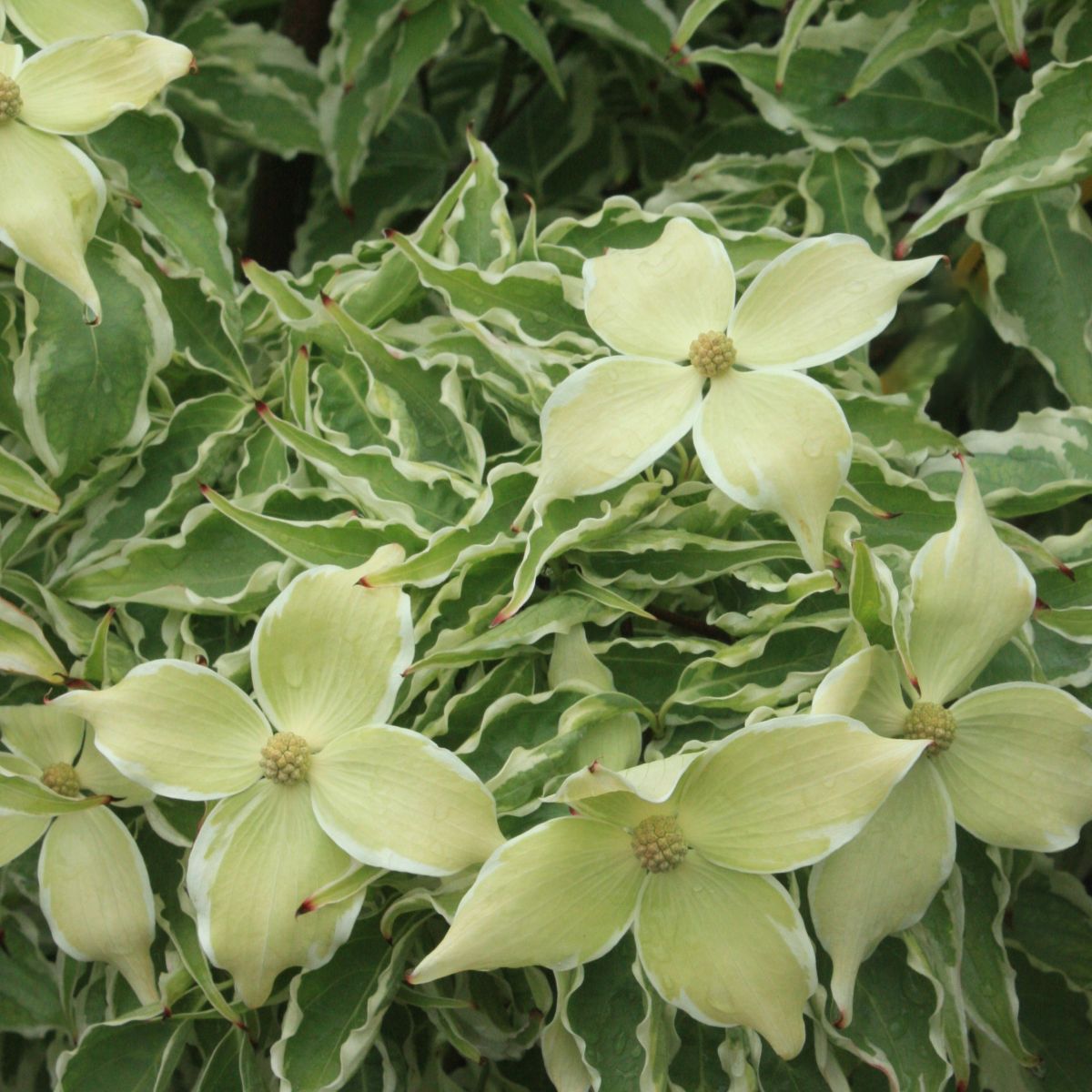 Cornus k.c. 'Samaritan'® (white)