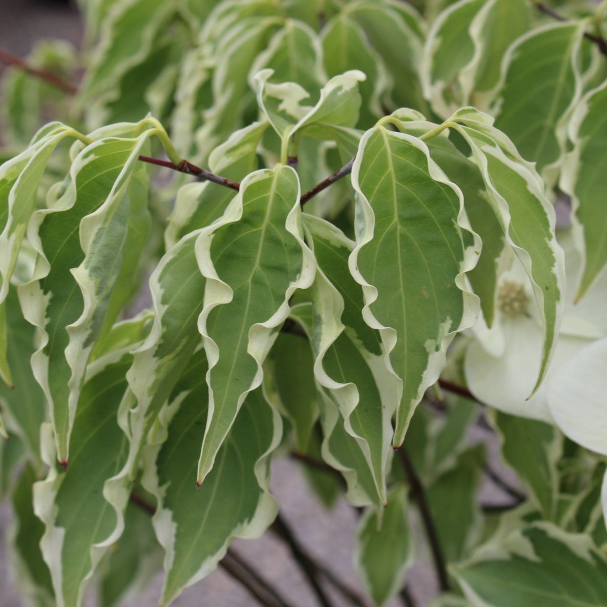 Cornus k.c. 'Samaritan'® (white)