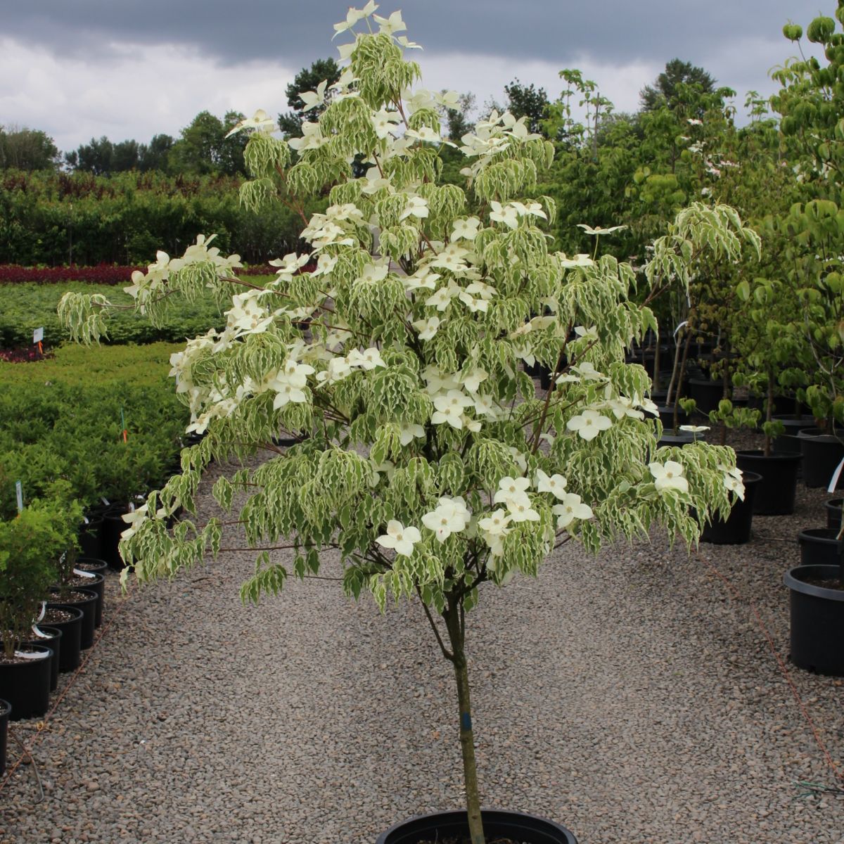 Cornus k.c. 'Samaritan'® (white)