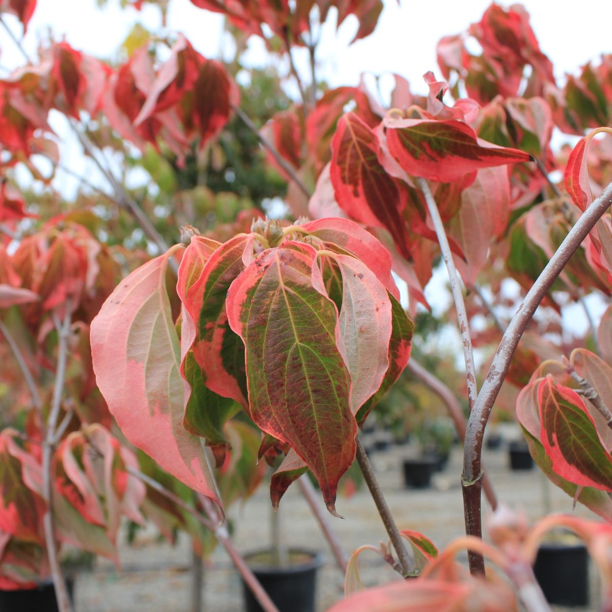 Cornus x 'Celestial Shadow' (white)