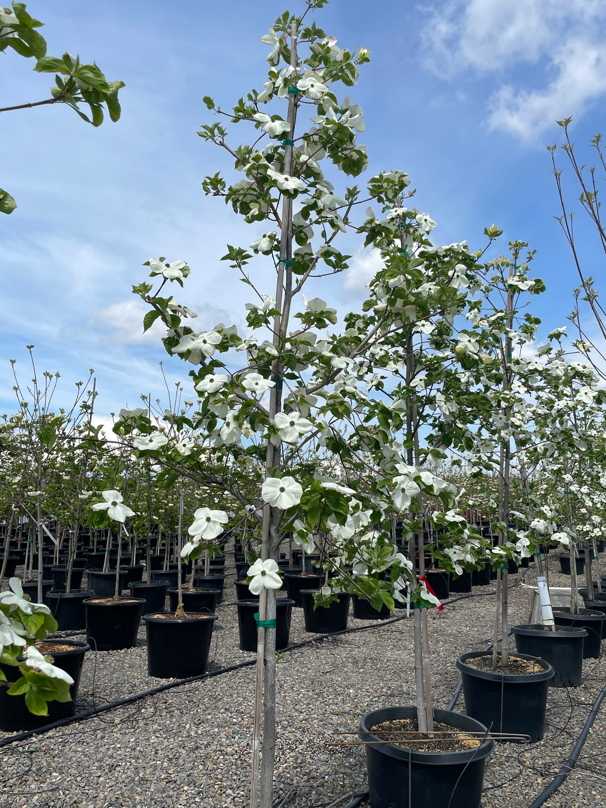 Cornus x 'Eddie's White Wonder' (white)