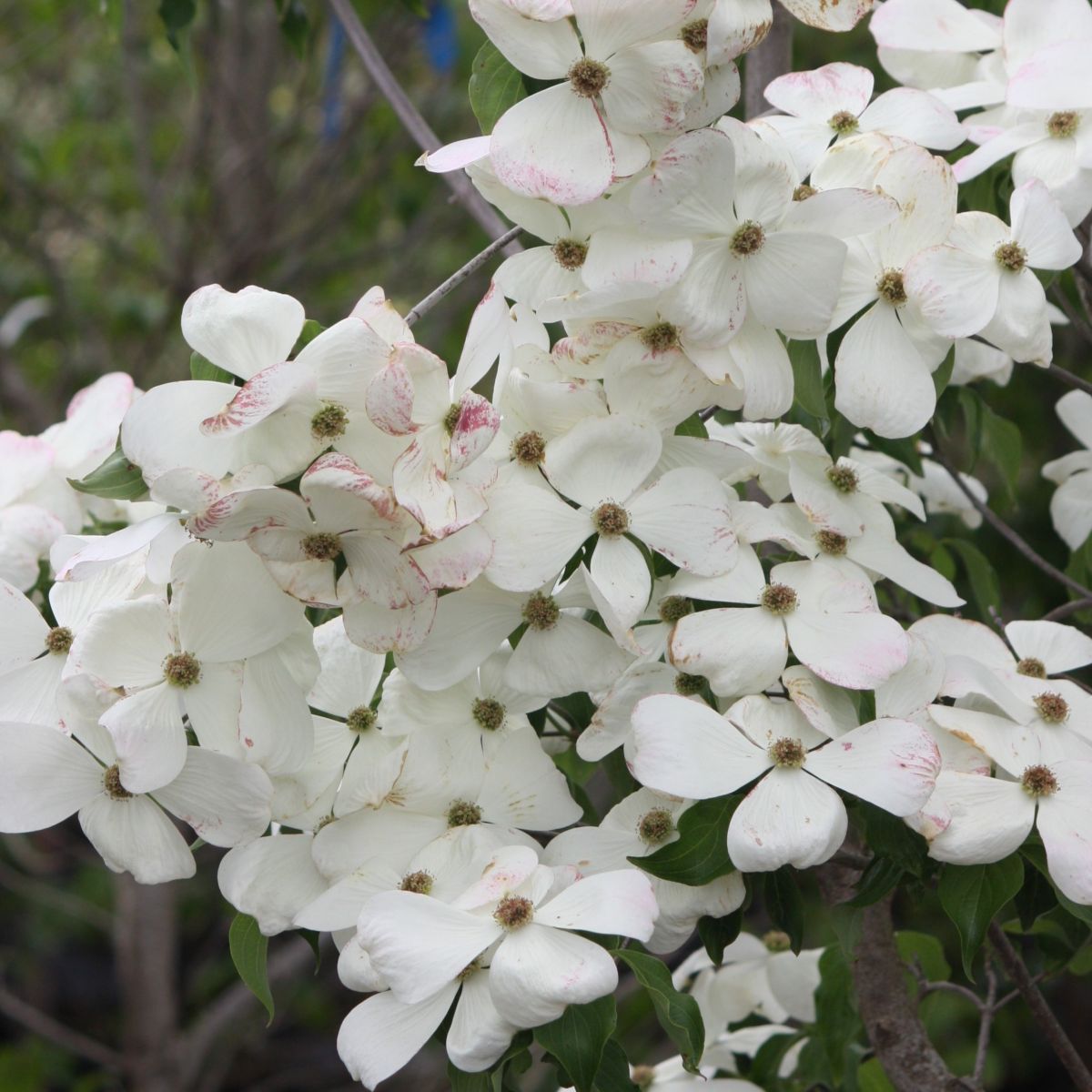 Cornus x ru. 'Celestial'® (white)