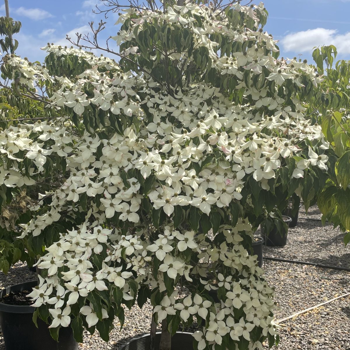 Cornus x ru. 'Celestial'® (white)