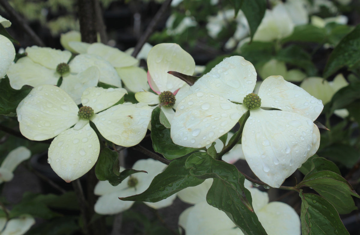 Cornus x 'Venus'® PP16309 (white)