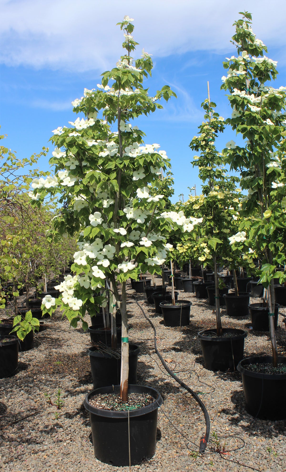 Cornus x 'Venus'® PP16309 (white)