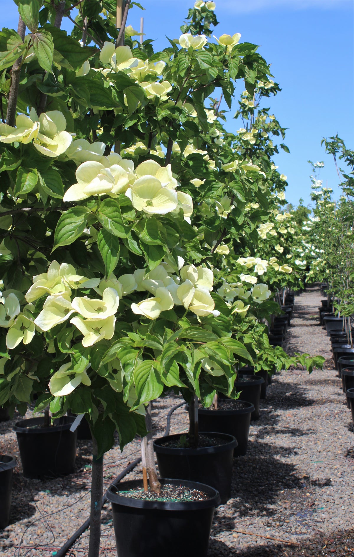 Cornus x 'Venus'® PP16309 (white)