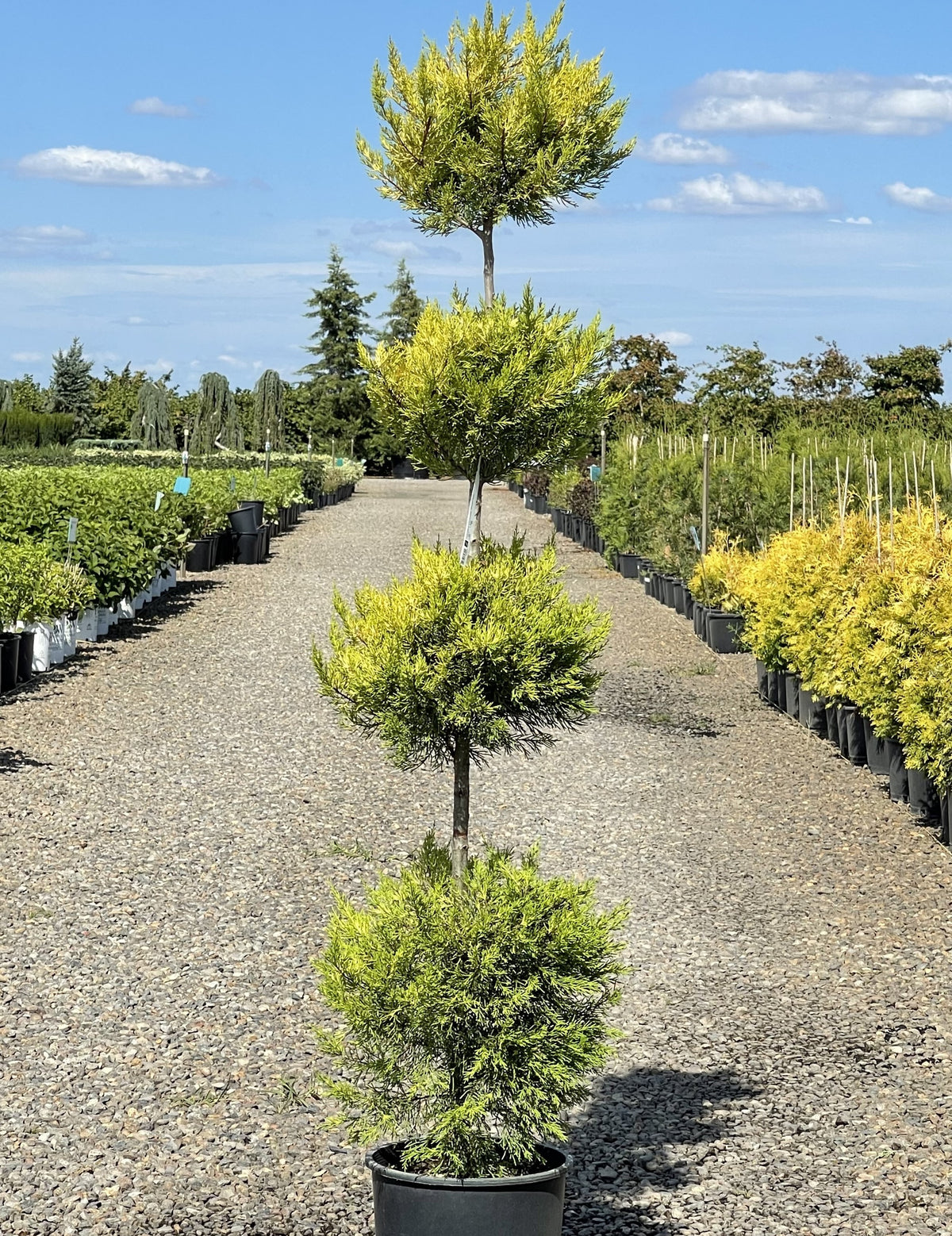Cupressus macrocarpa 'Donard Gold', 4 Ball