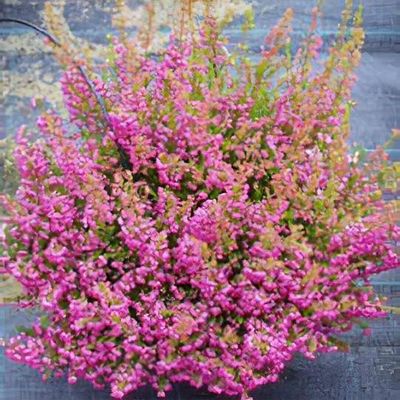 Erica x dar. 'Kramer's Rote' (violet) (Jan.-Mar.)