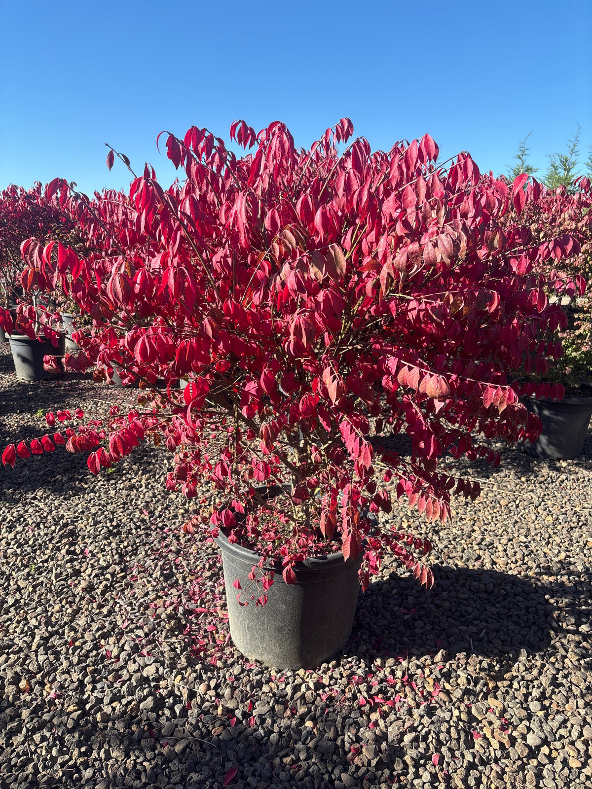 Euonymus a. 'Compacta'