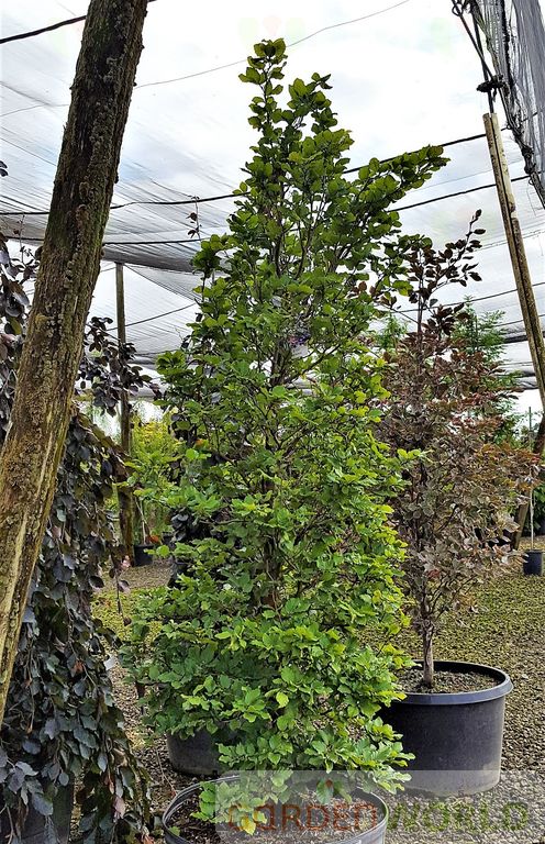 Fagus sylvatica