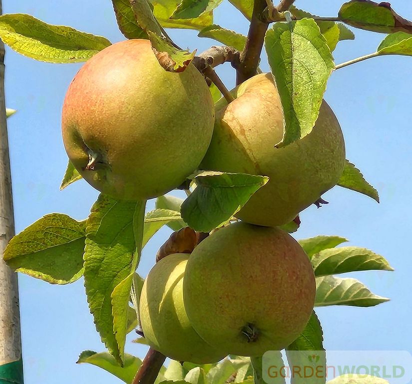 Fruit, Apple 'Braeburn' (Dwarf)