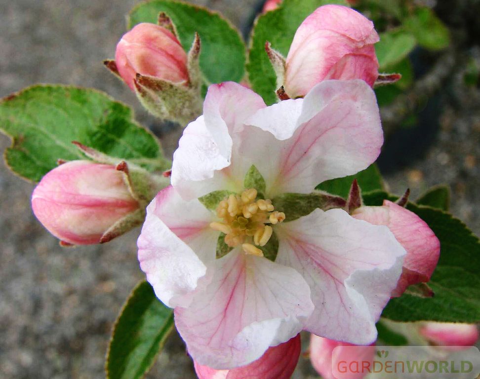 Fruit, Apple 'Granny Smith' (Semi Dwarf)