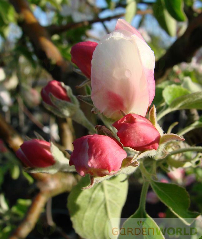 Fruit, Apple 'Granny Smith' (Semi Dwarf)