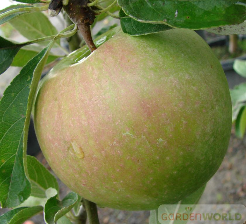 Fruit, Apple 'Granny Smith' (Semi Dwarf)